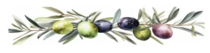 Close-up of green and black olives on a branch with leaves.