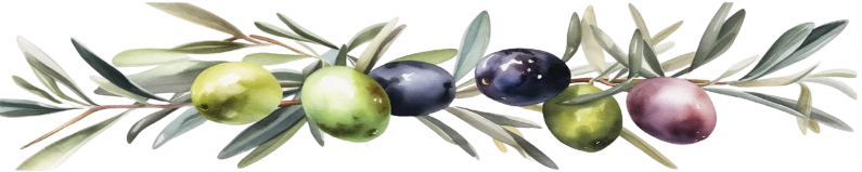 Close-up of ripe and unripe olives on a branch with green leaves.